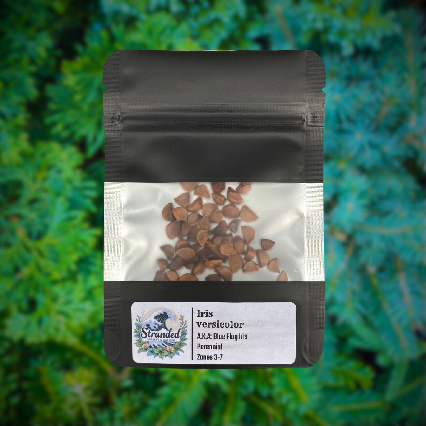 Iris versicolor Seeds (Blue Flag Iris Seeds)