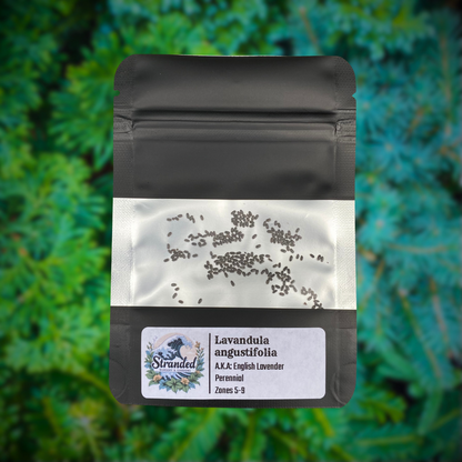 Lavandula angustifolia Seeds (English Lavender Seeds)