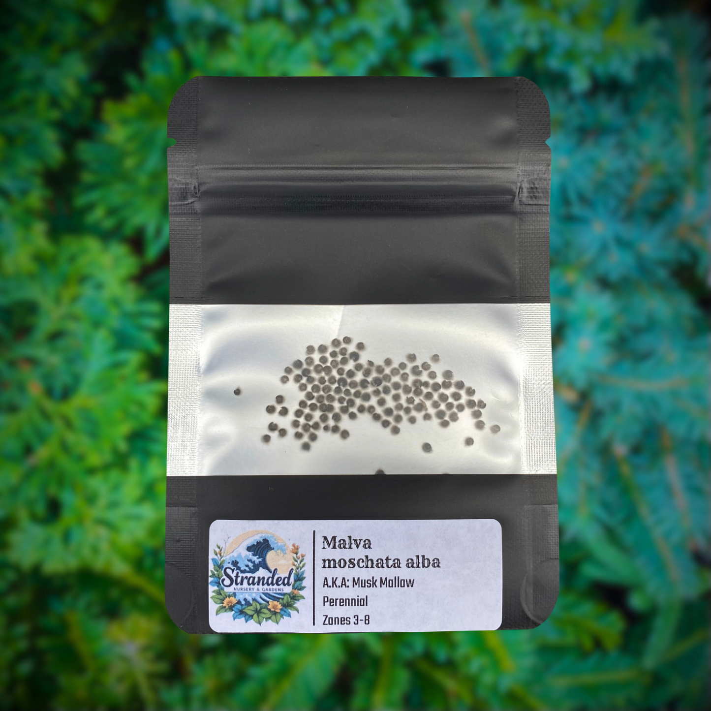 Malva moschata alba Seeds (White Musk Mallow Seeds)