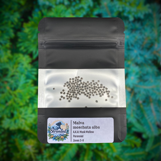 Malva moschata alba Seeds (White Musk Mallow Seeds)