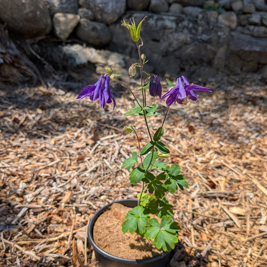 Perennial | Aquilegia vulgaris (Columbine)