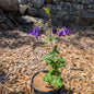 Perennial | Aquilegia vulgaris (Columbine)
