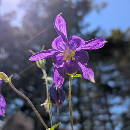 Perennial | Aquilegia vulgaris (Columbine)
