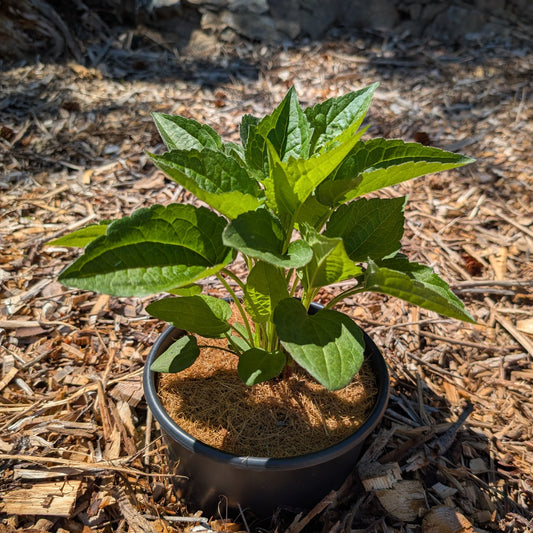 Perennial | Rudbeckia fulgida "Goldsturm" (Black Eyed Susan)