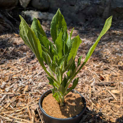 Perennial | Rudbeckia hirta "Prairie Sun" (Gloriosa Daisy)