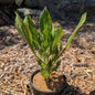 Perennial | Rudbeckia hirta "Prairie Sun" (Gloriosa Daisy)