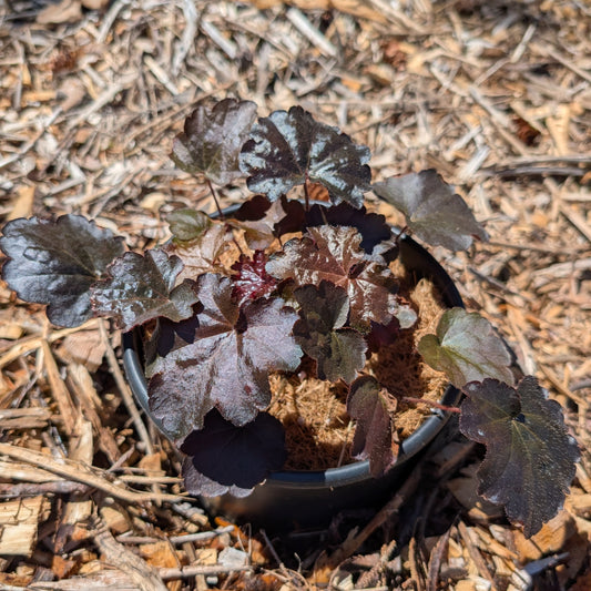 Perennial | Heuchera micrantha "Palace Purple" (Coral Bells)