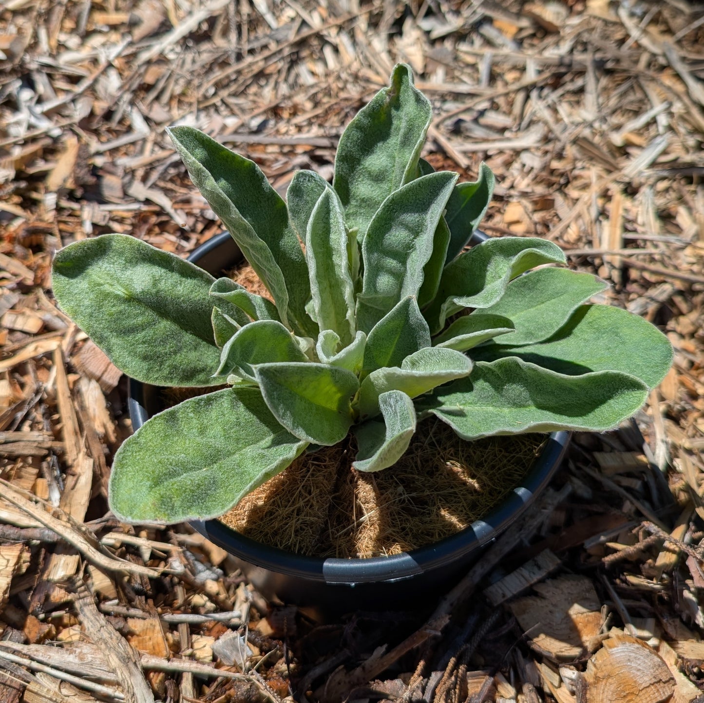 Perennial | Silene coronaria (Rose Campion)