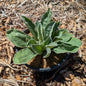 Perennial | Silene coronaria (Rose Campion)