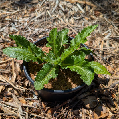 Perennial | Papaver orientale "Prince of Orange" (Oriental Poppy)