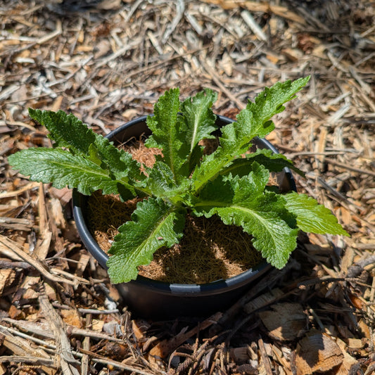 Perennial | Papaver orientale "Prince of Orange" (Oriental Poppy)
