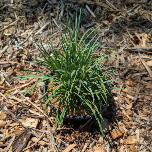 Perennial | Dianthus caryophyllus "Grenadin Rose" (Garden Pinks)