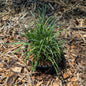 Perennial | Dianthus caryophyllus "Grenadin Rose" (Garden Pinks)