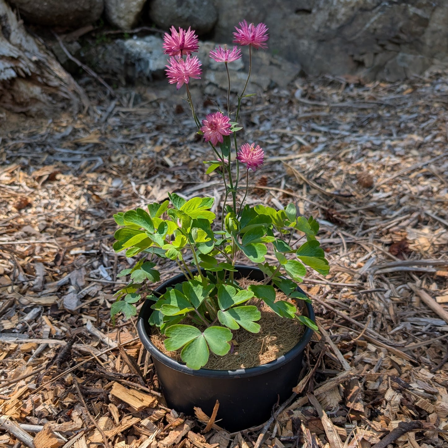 Perennial | Aquilegia vulgaris var. stellata "Nora Barlow" (Columbine)