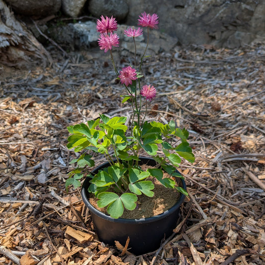 Perennial | Aquilegia vulgaris var. stellata "Nora Barlow" (Columbine)