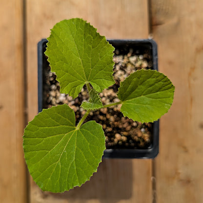 Annual | Novelty Plant - Queen Anne's Pocket Melon