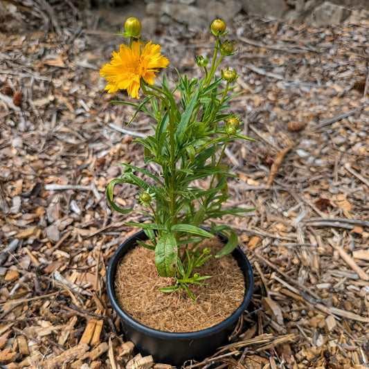 Perennial | Coreopsis grandiflora "Double the Sun" (Tickseed)