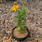Perennial | Coreopsis grandiflora "Double the Sun" (Tickseed)