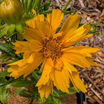 Perennial | Coreopsis grandiflora "Double the Sun" (Tickseed)