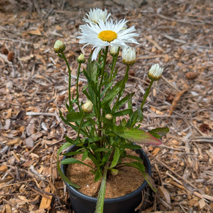 Perennial | Leucanthemum superbum "Madonna" (Shasta Daisy)