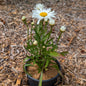 Perennial | Leucanthemum superbum "Madonna" (Shasta Daisy)