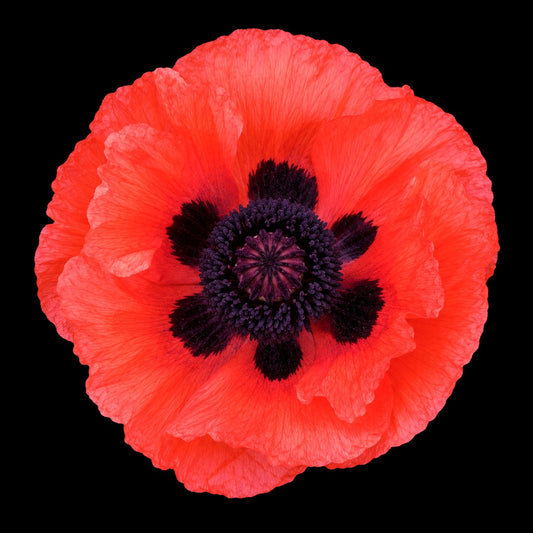 Perennial | Papaver orientale "Beauty of Livermere" (Oriental Poppy)