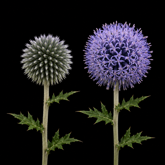 Perennial | Echinops sp. (Globe Thistle)