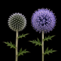 Perennial | Echinops sp. (Globe Thistle)