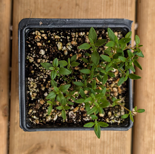 Herb | Thyme