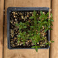 Herb | Thyme