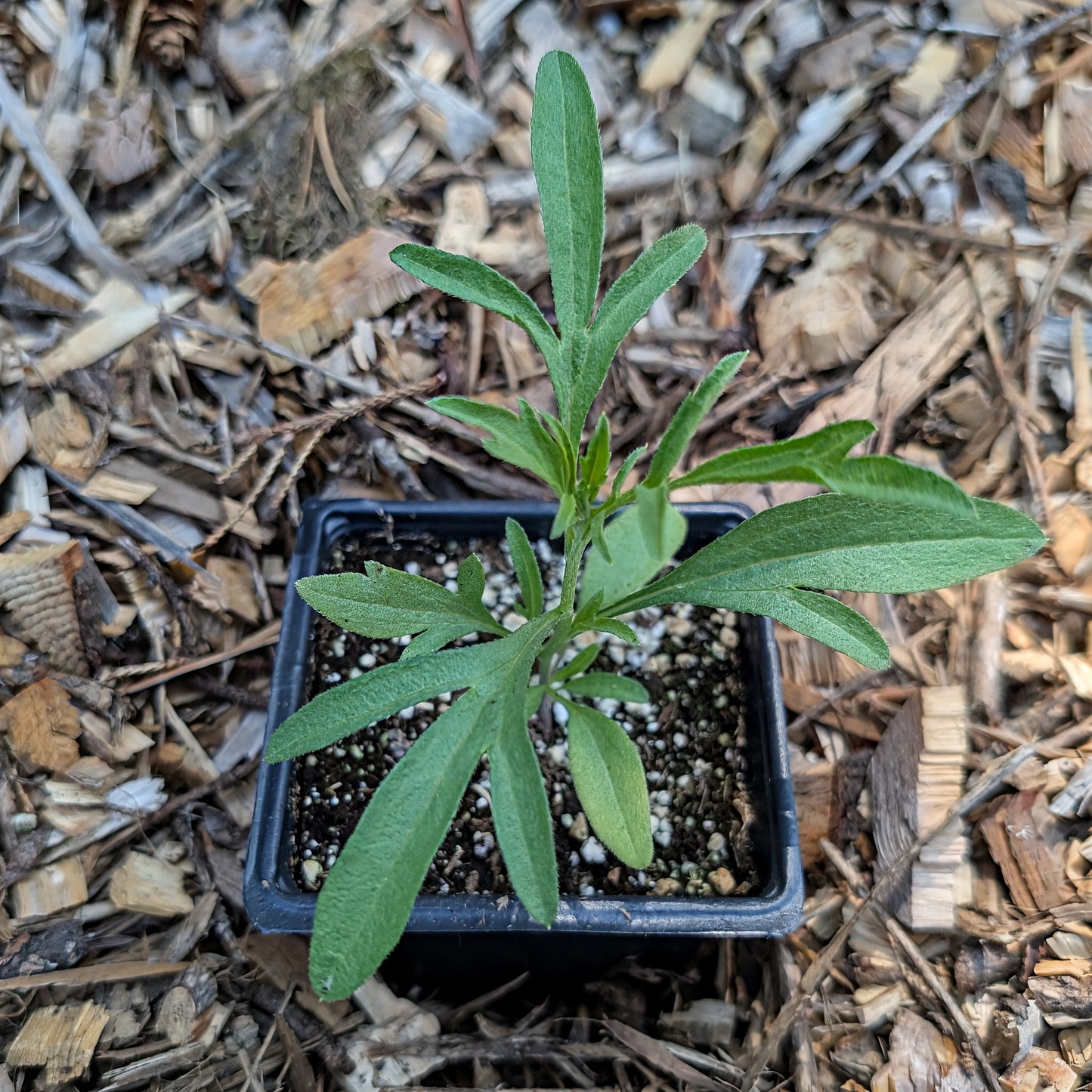 Perennial | Ratibida columnifera (Prairie Coneflower)