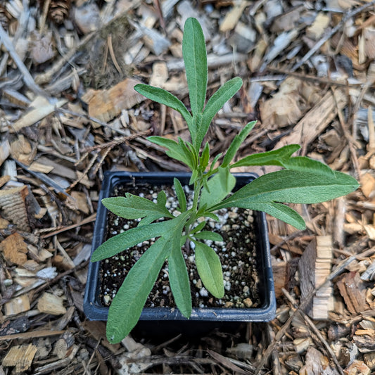 Perennial | Ratibida columnifera (Prairie Coneflower)