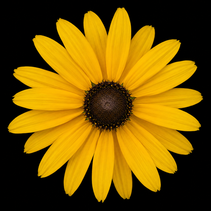 Perennial | Rudbeckia fulgida "Goldsturm" (Black Eyed Susan)