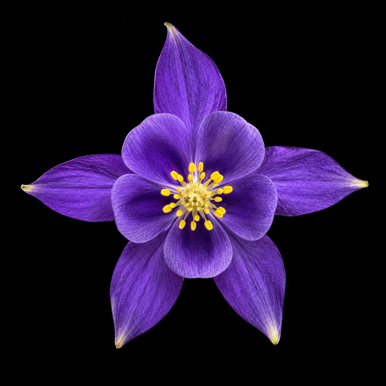 Perennial | Aquilegia vulgaris (Columbine)