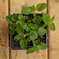 Herb | Oregano
