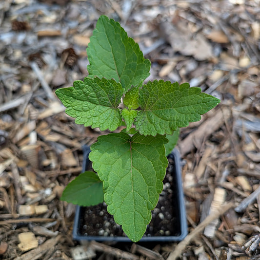Perennial | Agastache foeniculum (Anice Hyssop)