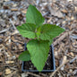 Perennial | Agastache foeniculum (Anice Hyssop)