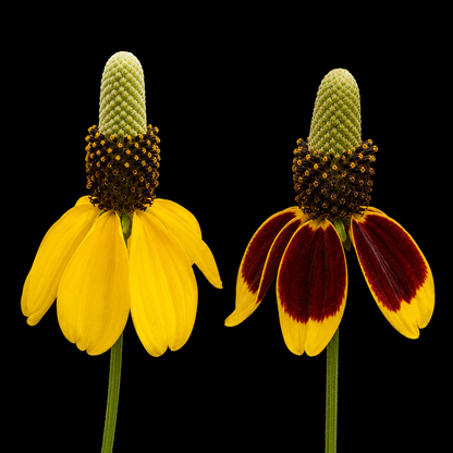 Perennial | Ratibida columnifera (Prairie Coneflower)