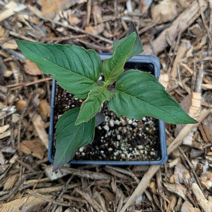 Perennial | Monarda fistulosa (Wild Bee Balm)