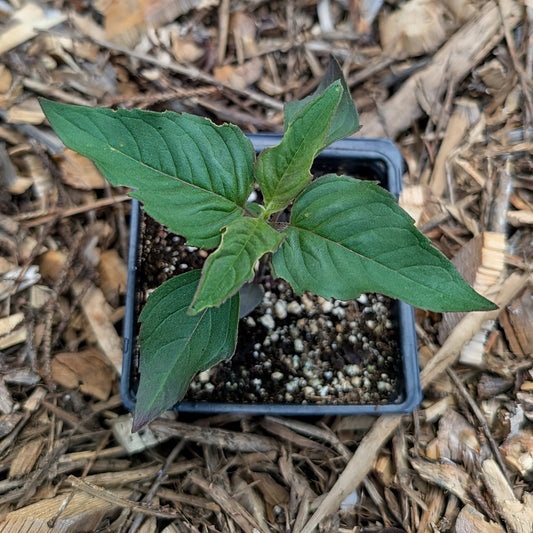 Perennial | Monarda fistulosa (Wild Bee Balm)