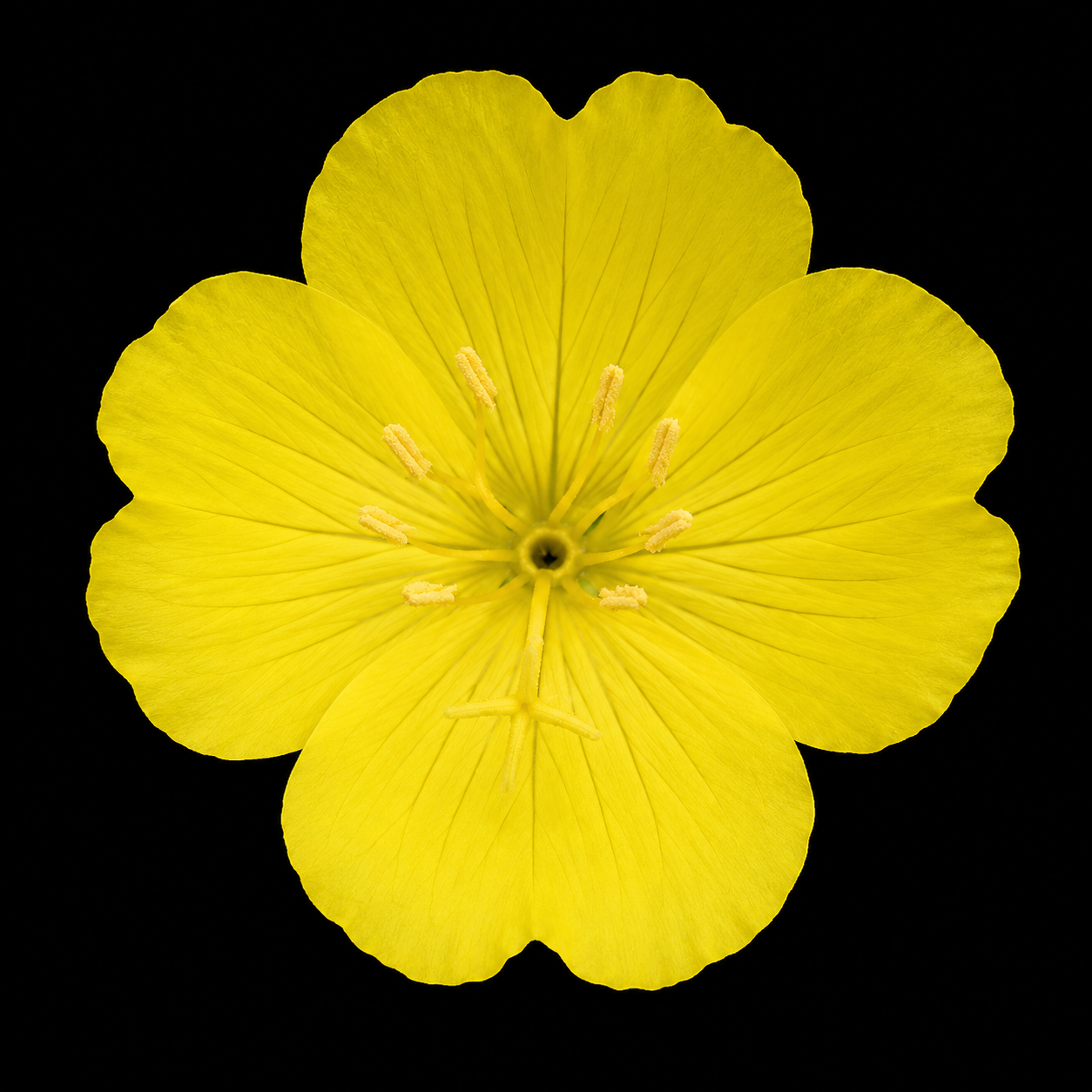 Biennial | Oenothera biennis (Evening Primrose)