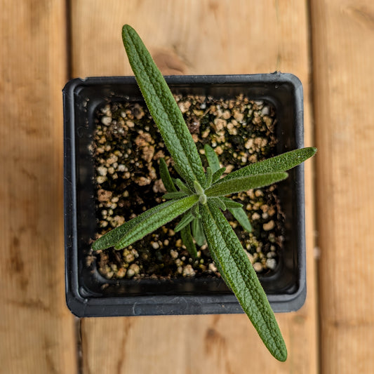 Herb | Rosemary