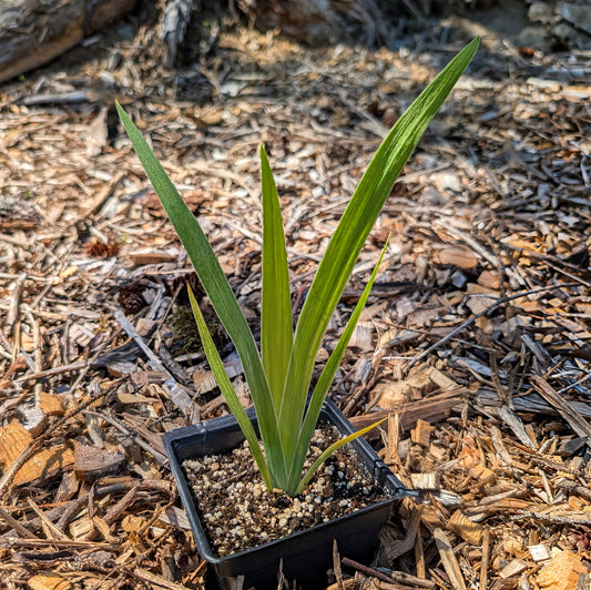 Perennial | Iris Versicolor (Blue Flag Iris)