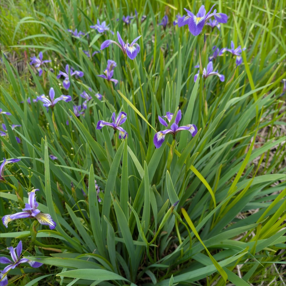 Perennial | Iris Versicolor (Blue Flag Iris)