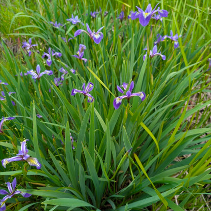Perennial | Iris Versicolor (Blue Flag Iris)