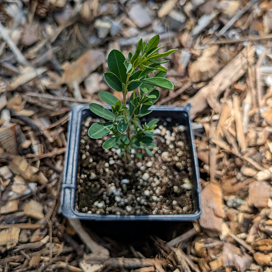 Perennial | Dalea purpurea (Purple Prairie Clover)