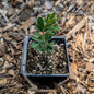 Perennial | Dalea purpurea (Purple Prairie Clover)