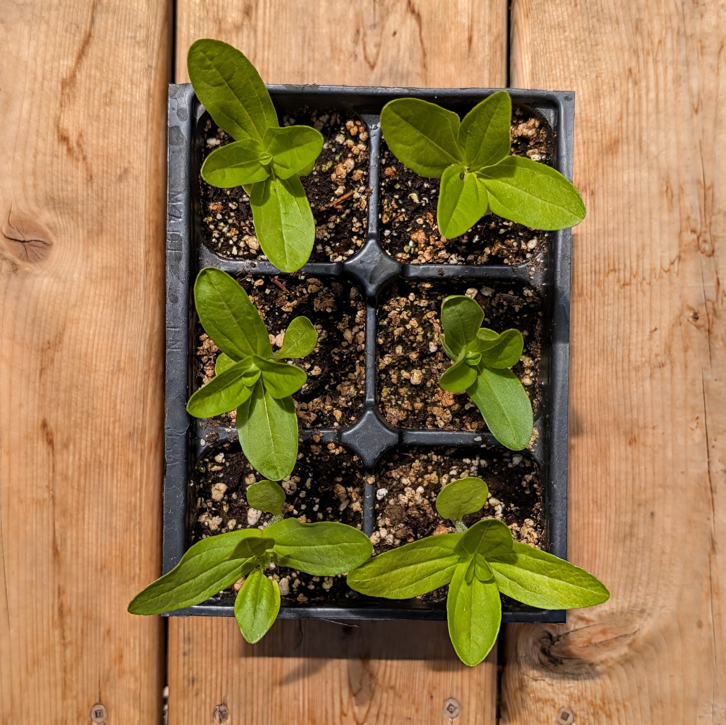 Annual | Zinnia - PomPom/Lilliput Mix
