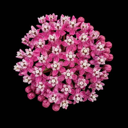Perennial | Asclepias incarnata (Swamp Milkweed)