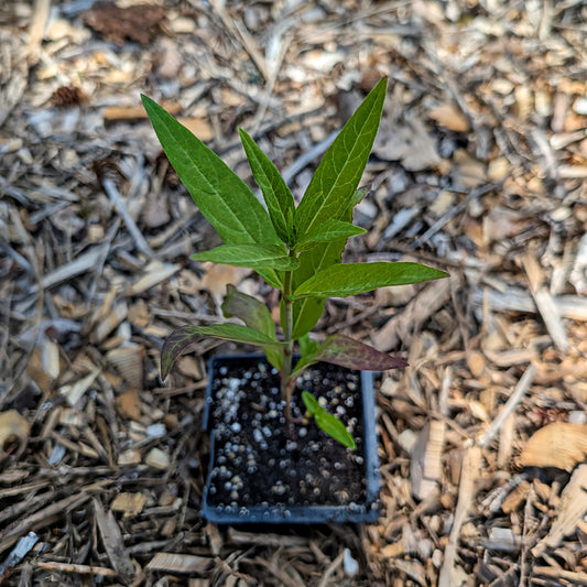 Perennial | Asclepias incarnata (Swamp Milkweed)